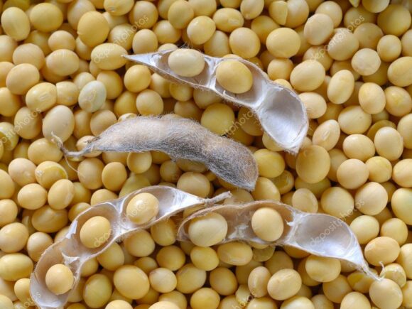Agriculture Écologique et Biologique au Bénin : une voie durable pour nourrir les populations et préserver l’environnement